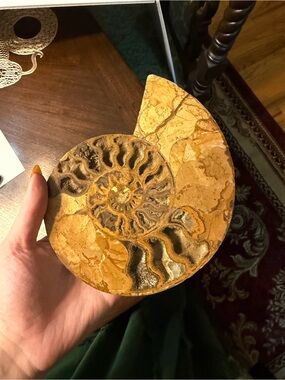 Giant polished ammonite fossil